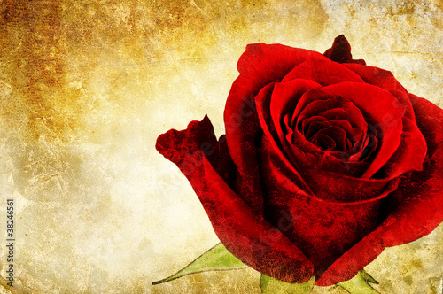 Photo: vintage red rose vintage red rose