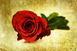 vintage rose print