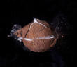 High Speed Coconut Explosion with Bullet