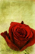 vintage rose