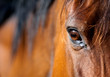 Eye of Arabian bay horse