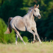Arabian gray horse gallop in forest