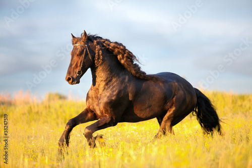 Photo: Friesian horse galloping in sunset Friesian horse galloping in sunset