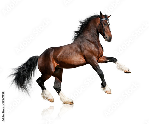 Photo: Bay horse isolated on white background Bay horse isolated on white background
