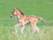 Chestnut foal running in field