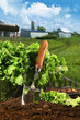 Foto: Basket of lettuce in garden Basket of lettuce in garden