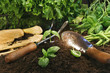 Foto: Garden theme with lettuce and herbs Garden theme with lettuce and herbs
