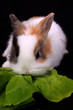 Kaninchen