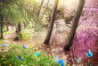 Magic forest