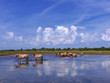 Henson horses in the marshes in bays of somme in france Henson horses in the marshes in bays of somme in france