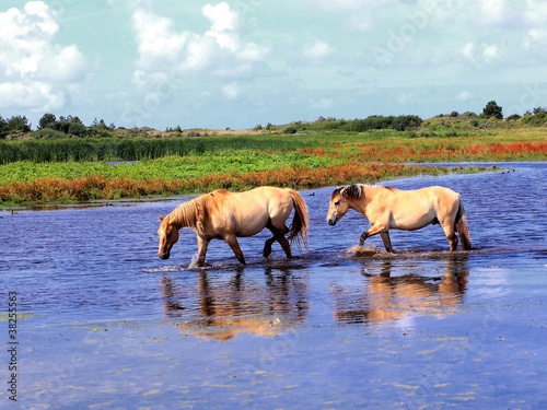 Photo: Henson horses in the marshes in bays of somme in france Henson horses in the marshes in bays of somme in france