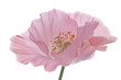 poppy