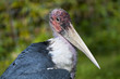 Marabou Stork
