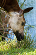 Okapi