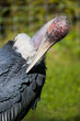 Marabou Stork