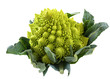 Broccolo - Broccoli