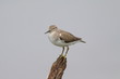 Lonely Bird