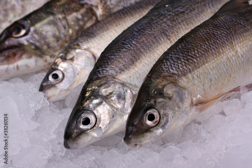 Photo: Fisch Fisch