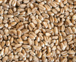 wheat. background from the dry ripe wheat ready for cooking