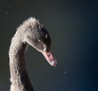 Foto: junger schwarzer Schwan junger schwarzer Schwan
