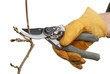 Secateurs pruning