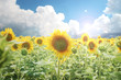 sunflower field