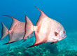 Foto: Atlantic spadefish Atlantic spadefish