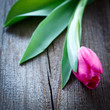 pink tulip on weathered wooden board