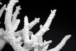 Dried Coral Dried Coral