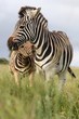 Zebra Bite Zebra Bite