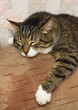 Sleeping cat.