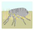 Flea of the domestic dog or cat
