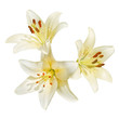 White lily flowers