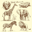 Vector: wild animal wild animal
