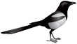 Magpie, bird realistic vector image