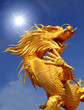 Giant golden Chinese dragon