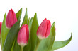 purple tulips