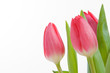 purple tulips