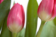 purple tulips