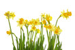 Yellow daffodils Yellow daffodils