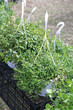 baskets with plants