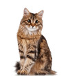 Cute cat