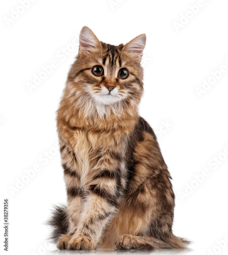 Photo: Cute cat Cute cat