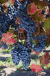Wine Grapes at Harvest Time