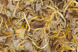 funnel chanterelle, trumpet chanterelle funnel chanterelle, trumpet chanterelle