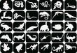 set of reptiles and amphibians on black set of reptiles and amphibians on black
