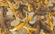 funnel chanterelle, trumpet chanterelle funnel chanterelle, trumpet chanterelle