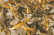 funnel chanterelle, trumpet chanterelle funnel chanterelle, trumpet chanterelle