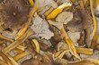 funnel chanterelle, trumpet chanterelle funnel chanterelle, trumpet chanterelle