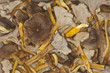 funnel chanterelle, trumpet chanterelle funnel chanterelle, trumpet chanterelle